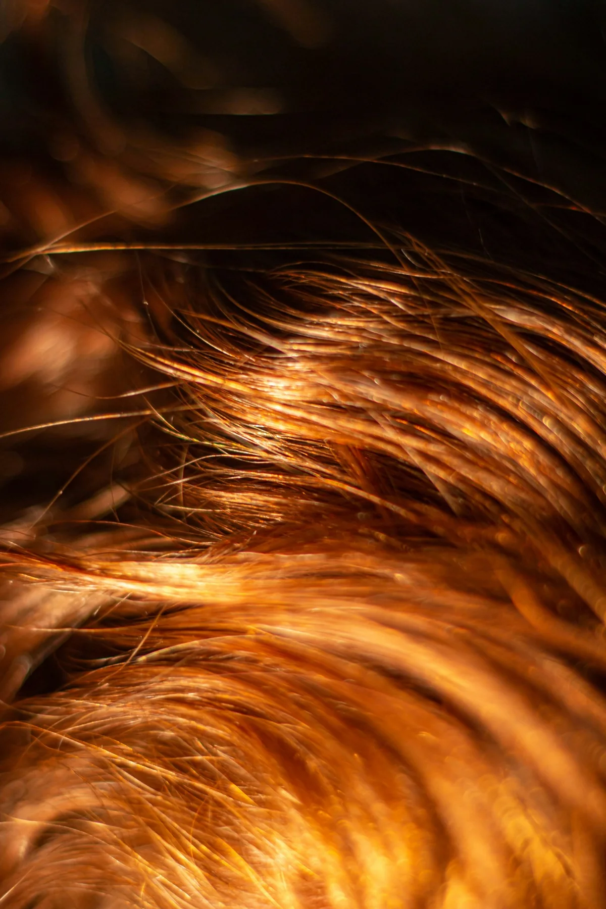 Close-up photograph of red hair strands in warm light