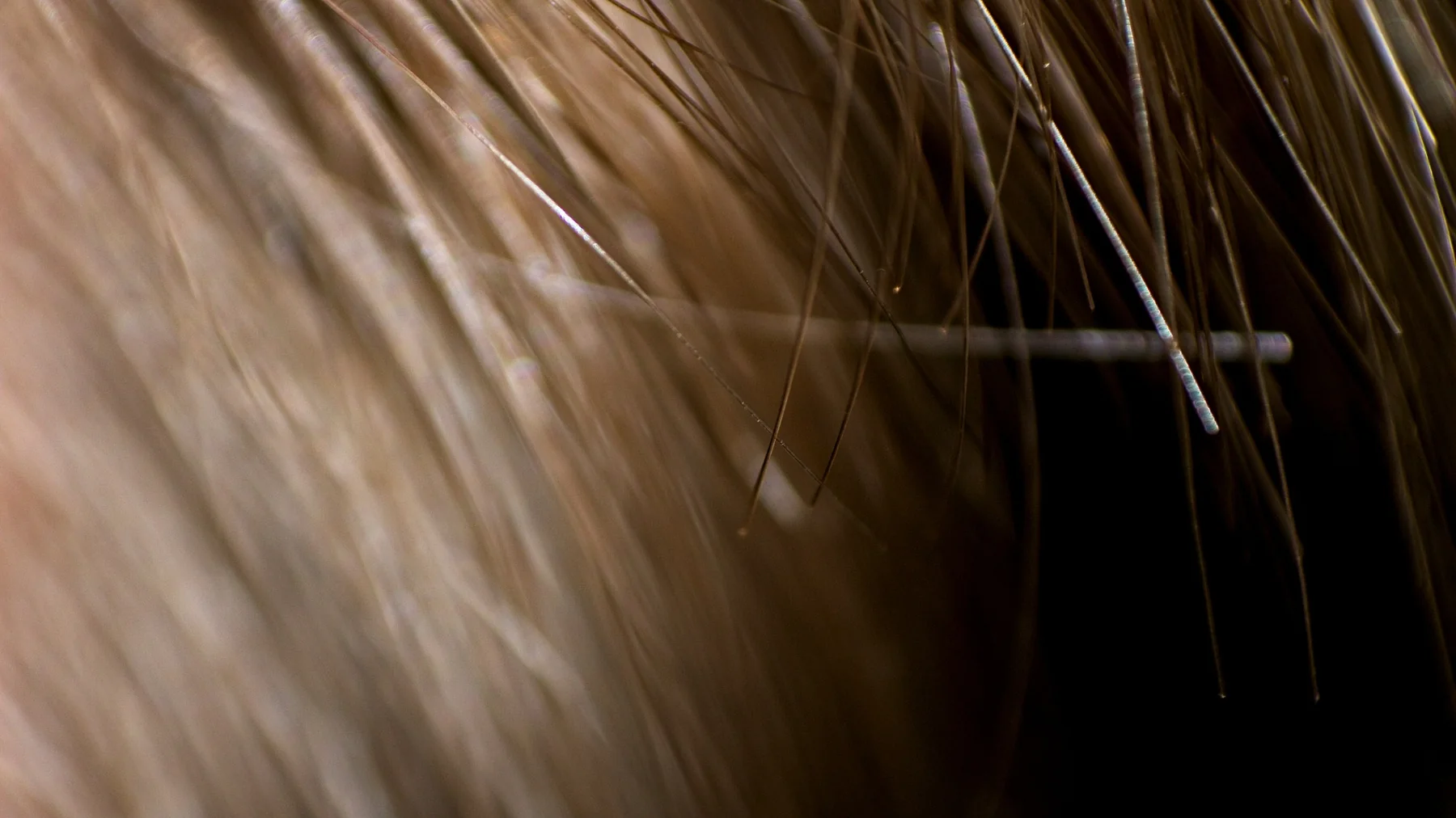 Macro photograph of individual hair strands