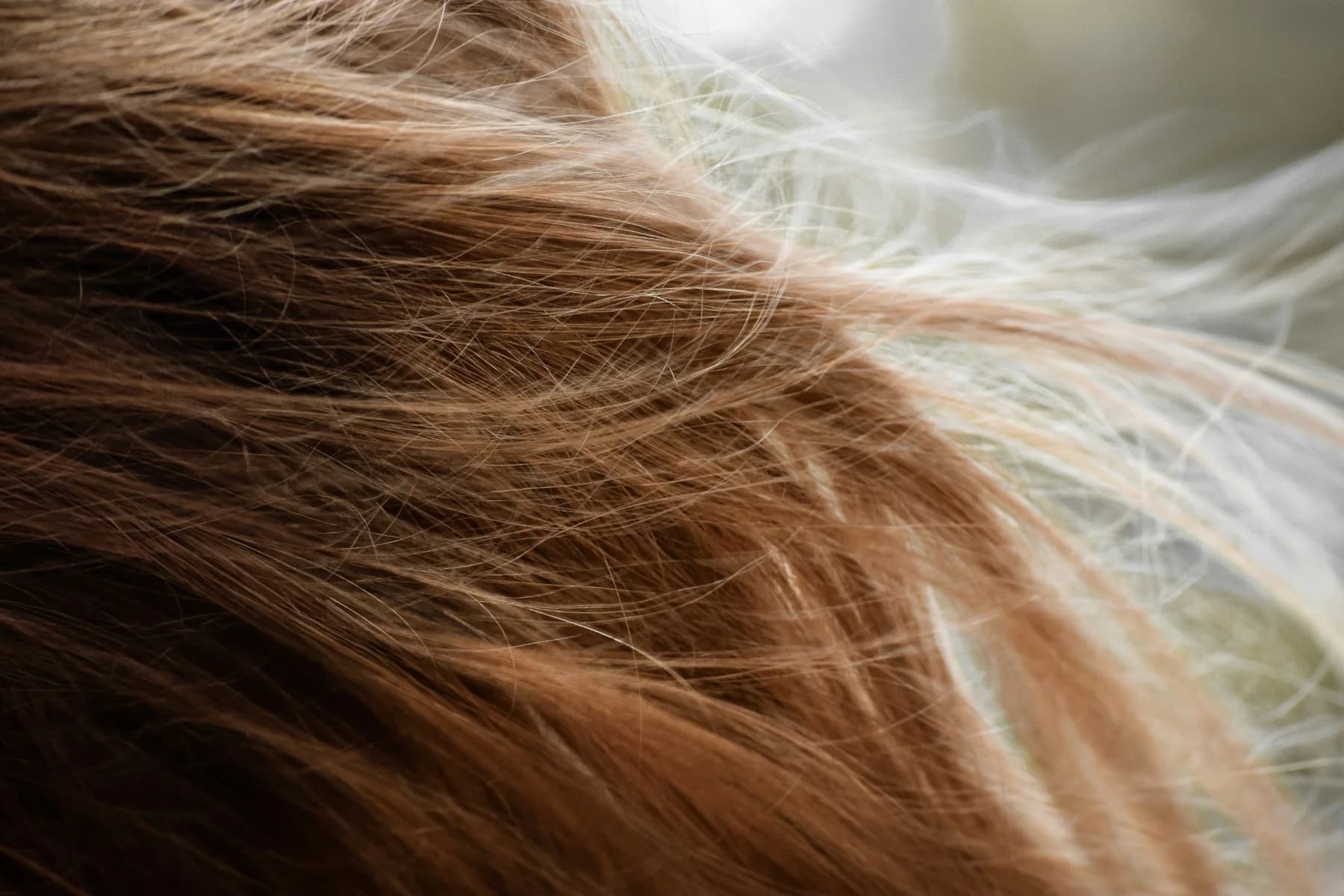 Close-up of light brown and blonde hair texture in natural light